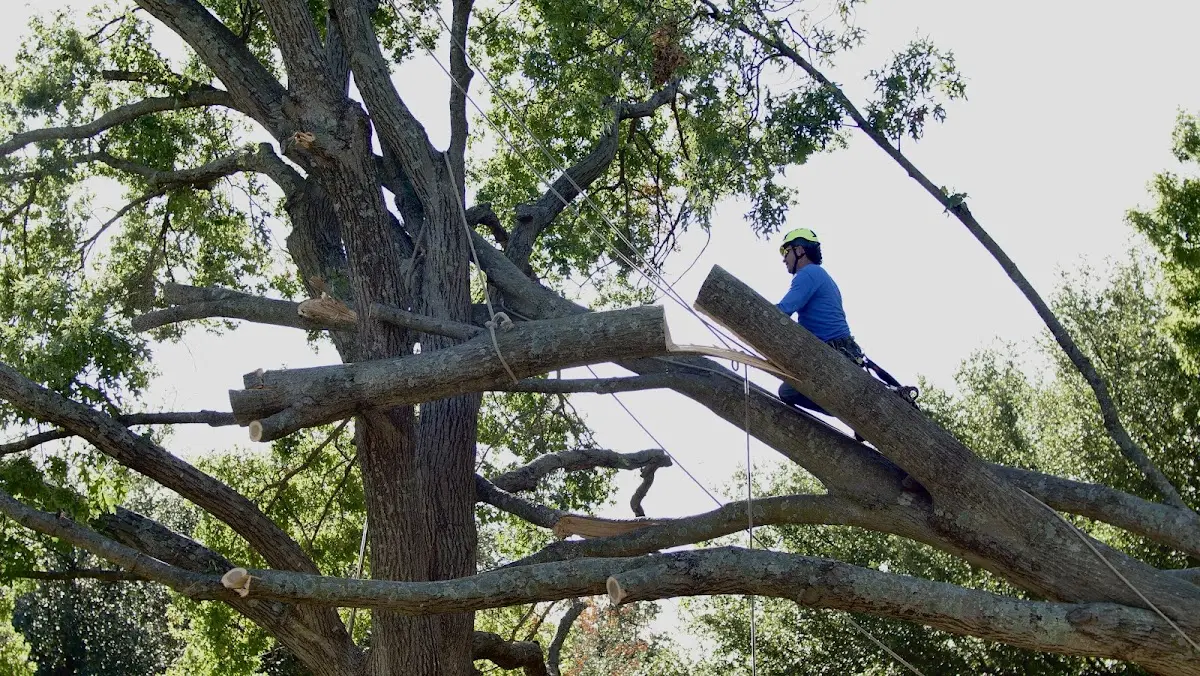 Professional Hazardous Tree Removal performed by certified arborists in Isleta